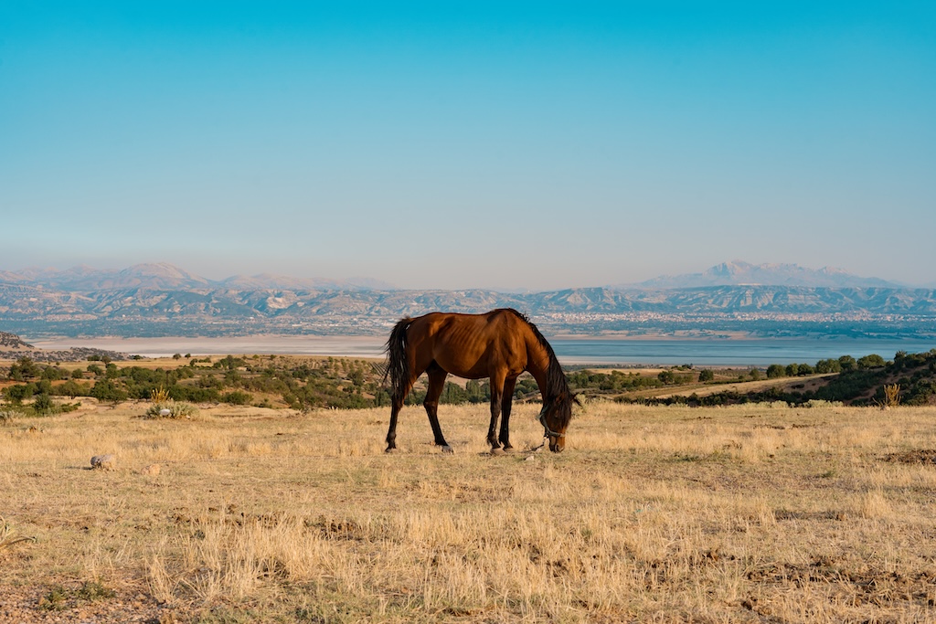 Horse in field in Oklahoma