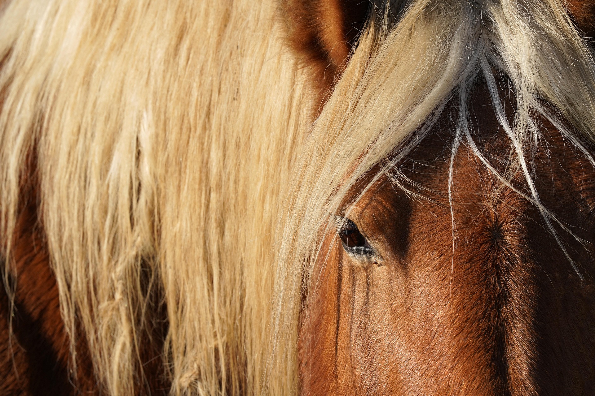 horse in connecticut