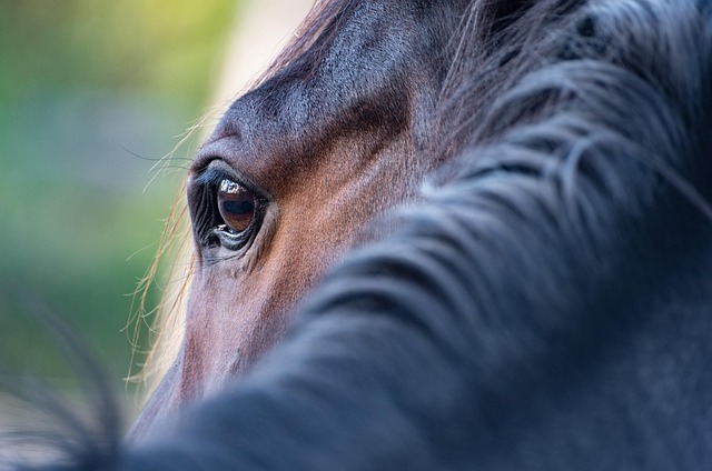 horse in maryland
