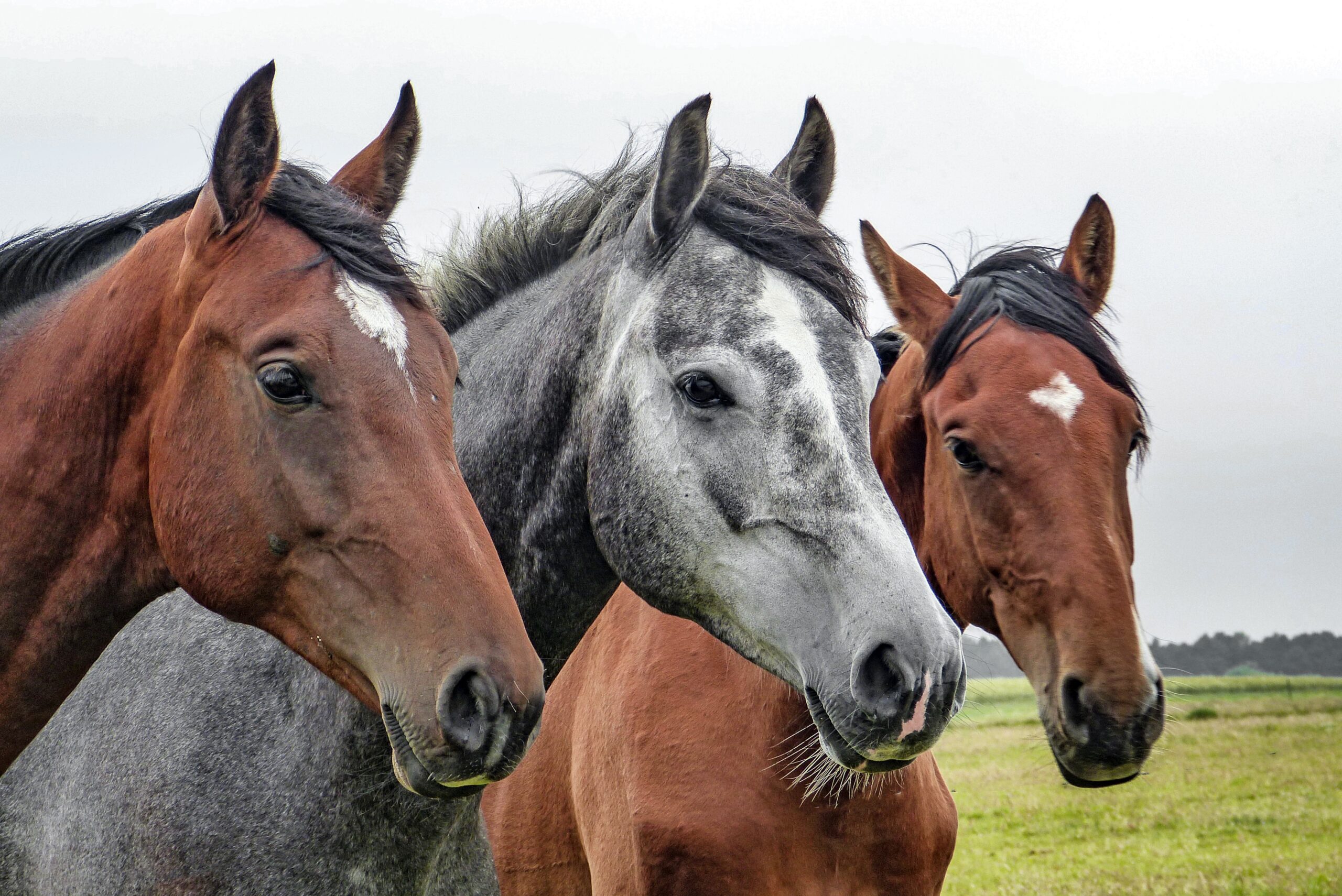 kansas horse trio