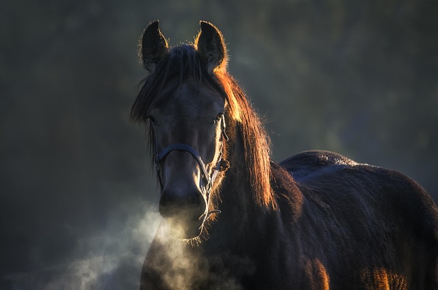 horse out in cold
