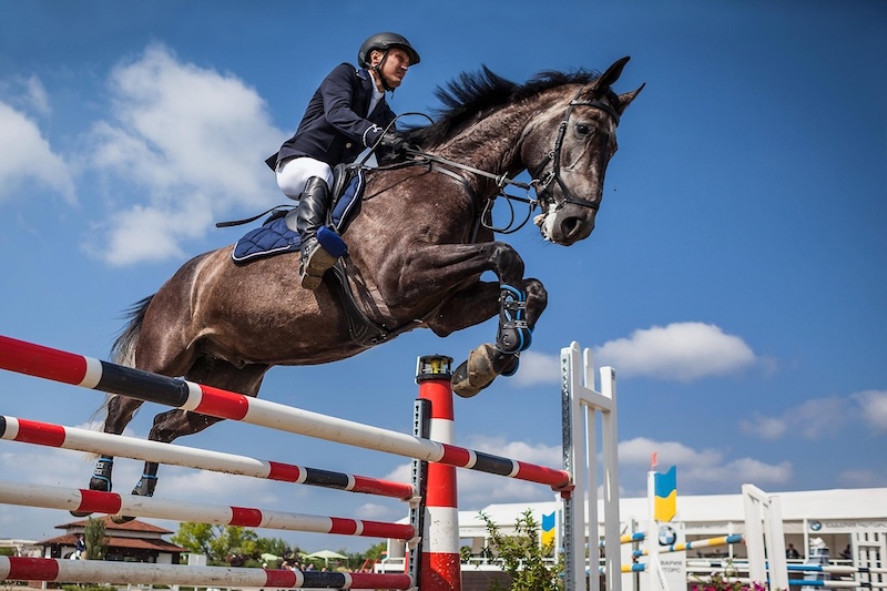 Maine Show Horse
